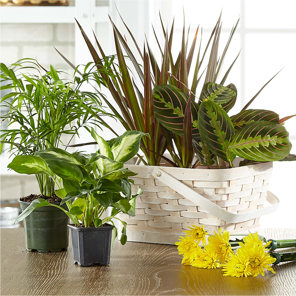 Florist Designed Blooming and Green Plants in a Basket – FONSECA'S FLOWERS, San Bernardino CA