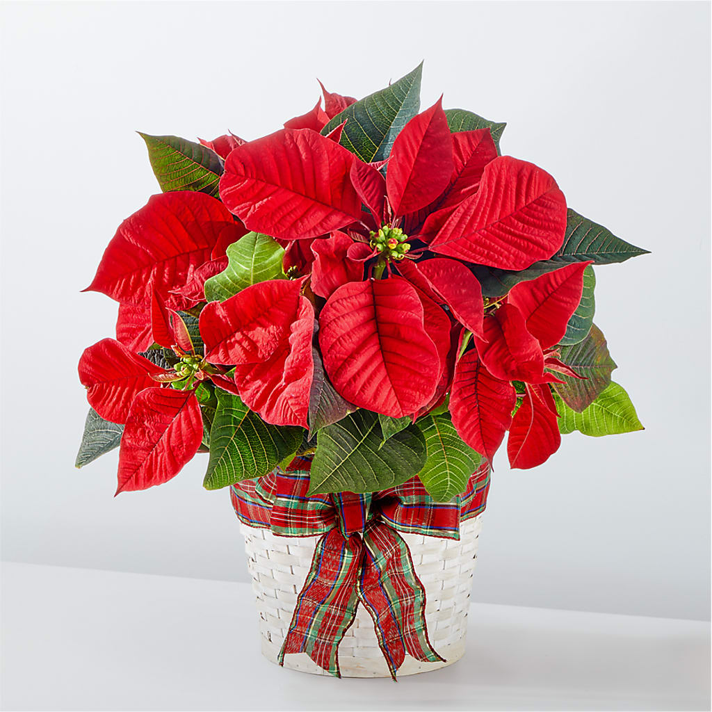 Happiest Holidays Poinsettia – FONSECA'S FLOWERS, San Bernardino CA