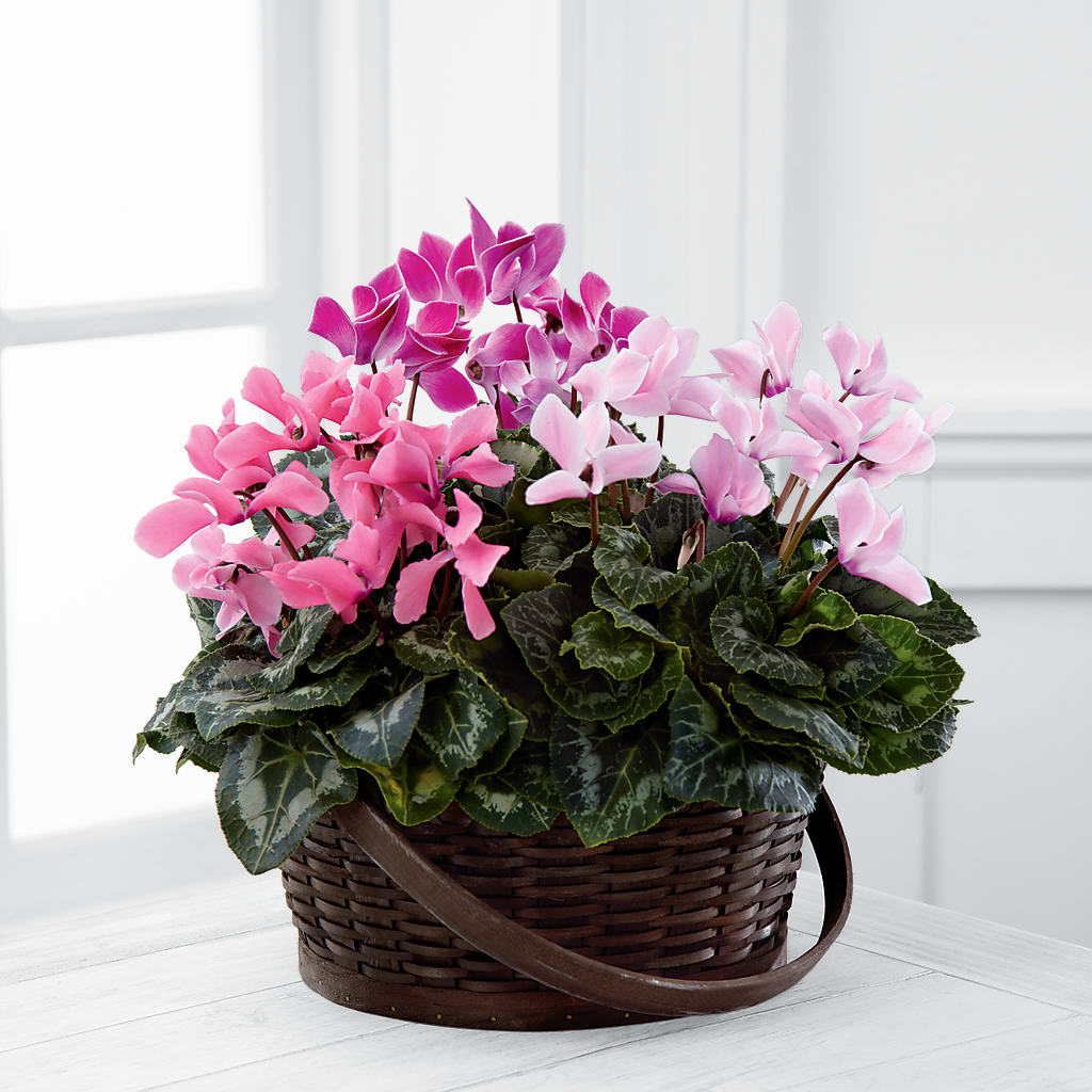 Mixed Cyclamen Planter – FONSECA'S FLOWERS, San Bernardino CA