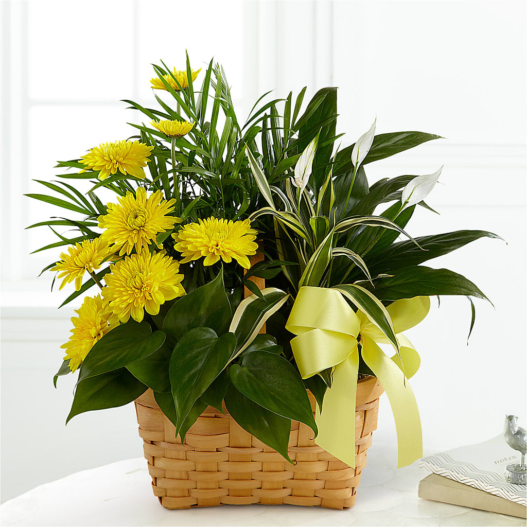Loving Light Dishgarden – FONSECA'S FLOWERS, San Bernardino CA