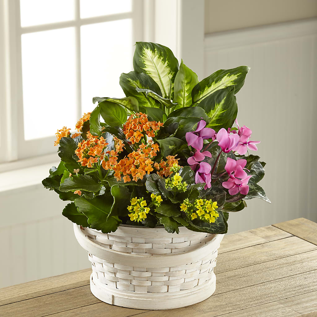 Color Crush Dishgarden – FONSECA'S FLOWERS, San Bernardino CA