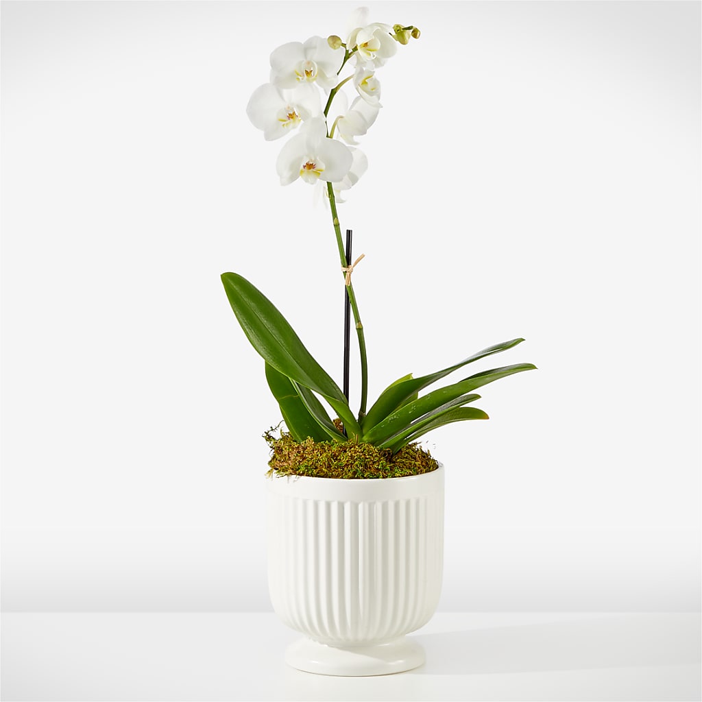 Whispering White Orchid – FONSECA'S FLOWERS, San Bernardino CA