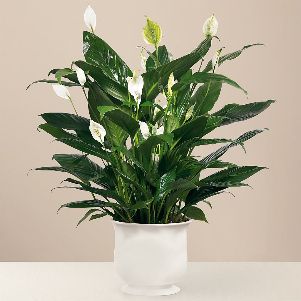 Comfort Planter – FONSECA'S FLOWERS, San Bernardino CA