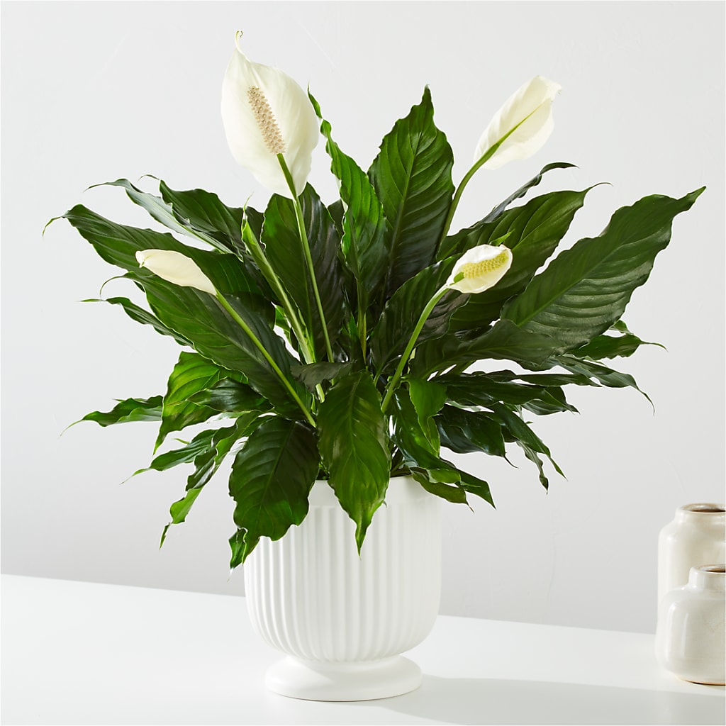 Comfort Planter – FONSECA'S FLOWERS, San Bernardino CA