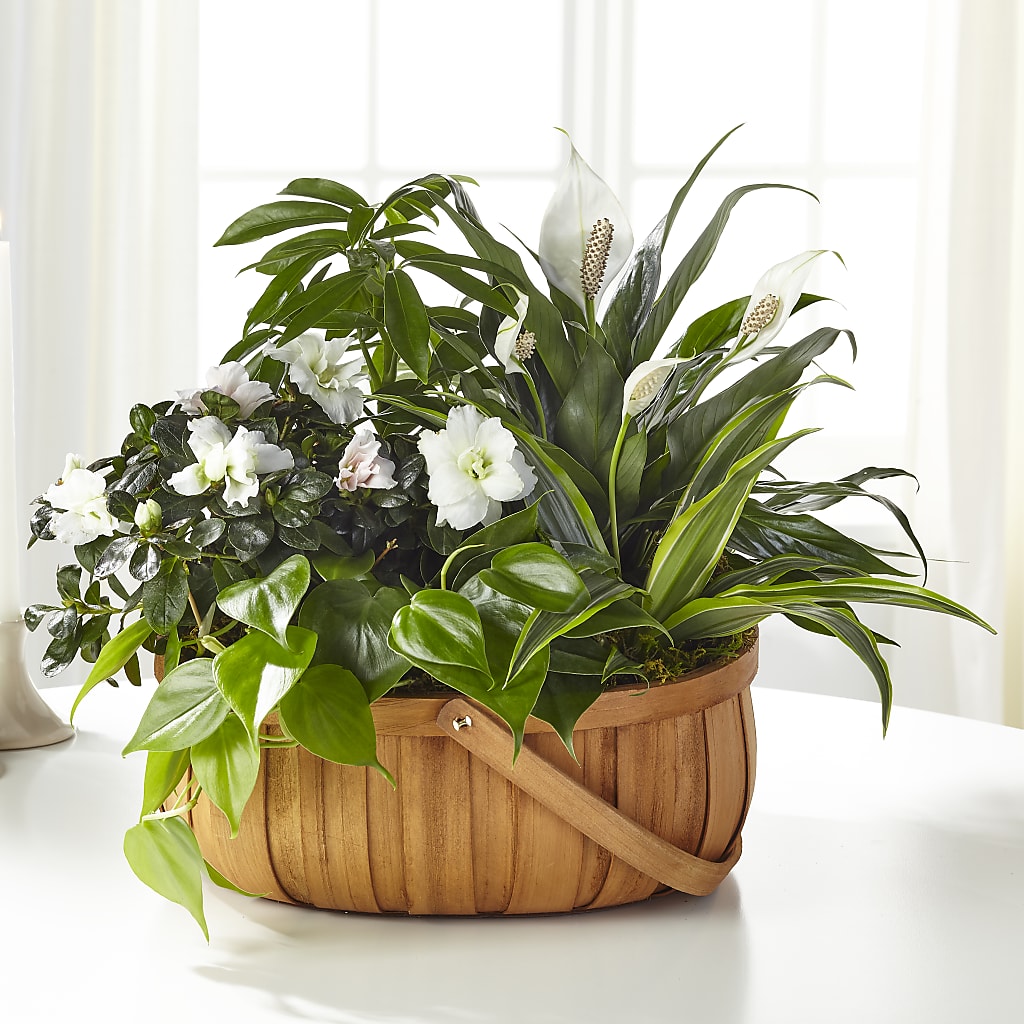 Serene Dishgarden – FONSECA'S FLOWERS, San Bernardino CA