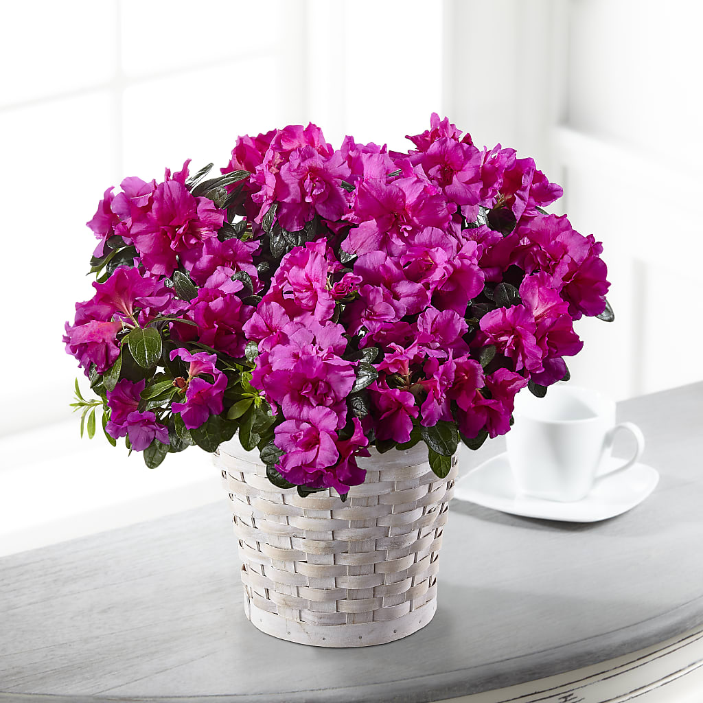Hope & Serenity Azalea Plant – FONSECA'S FLOWERS, San Bernardino CA