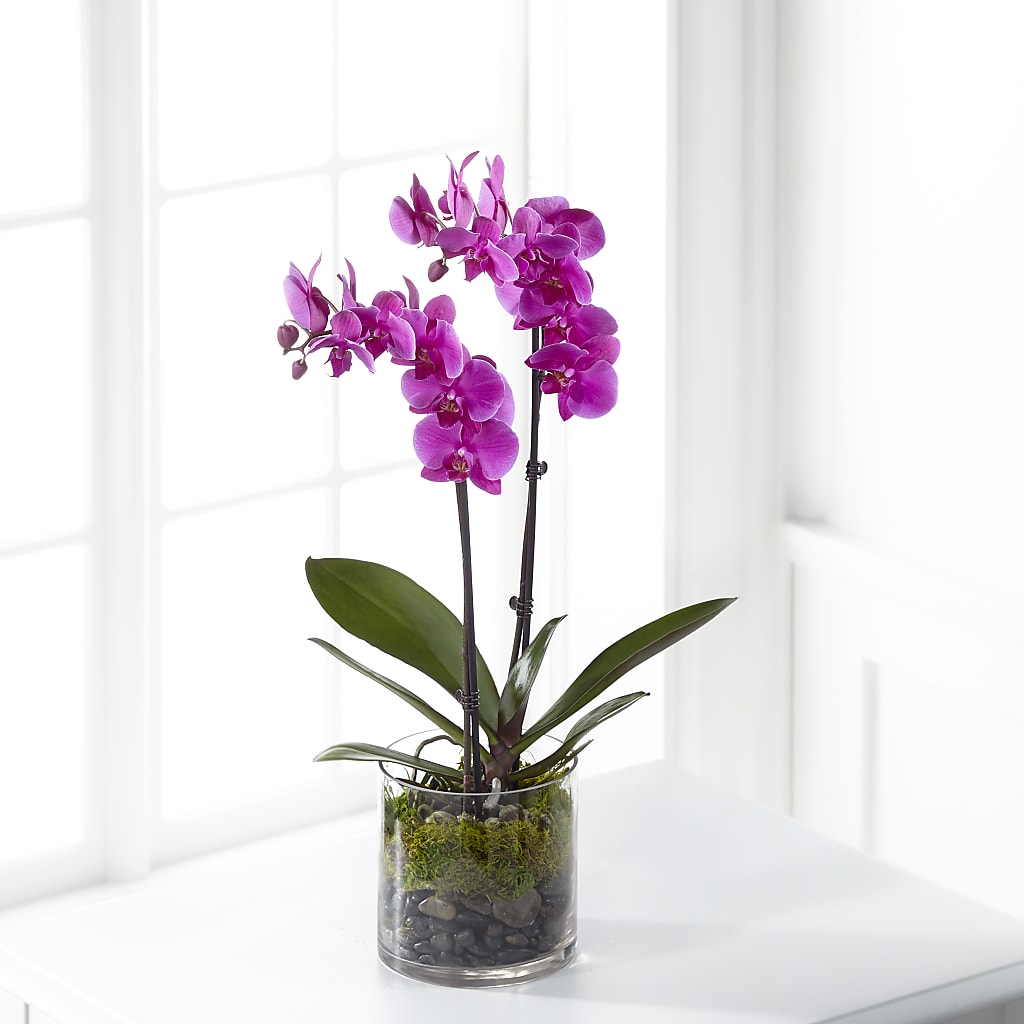 Pink Orchid Plant – FONSECA'S FLOWERS, San Bernardino CA