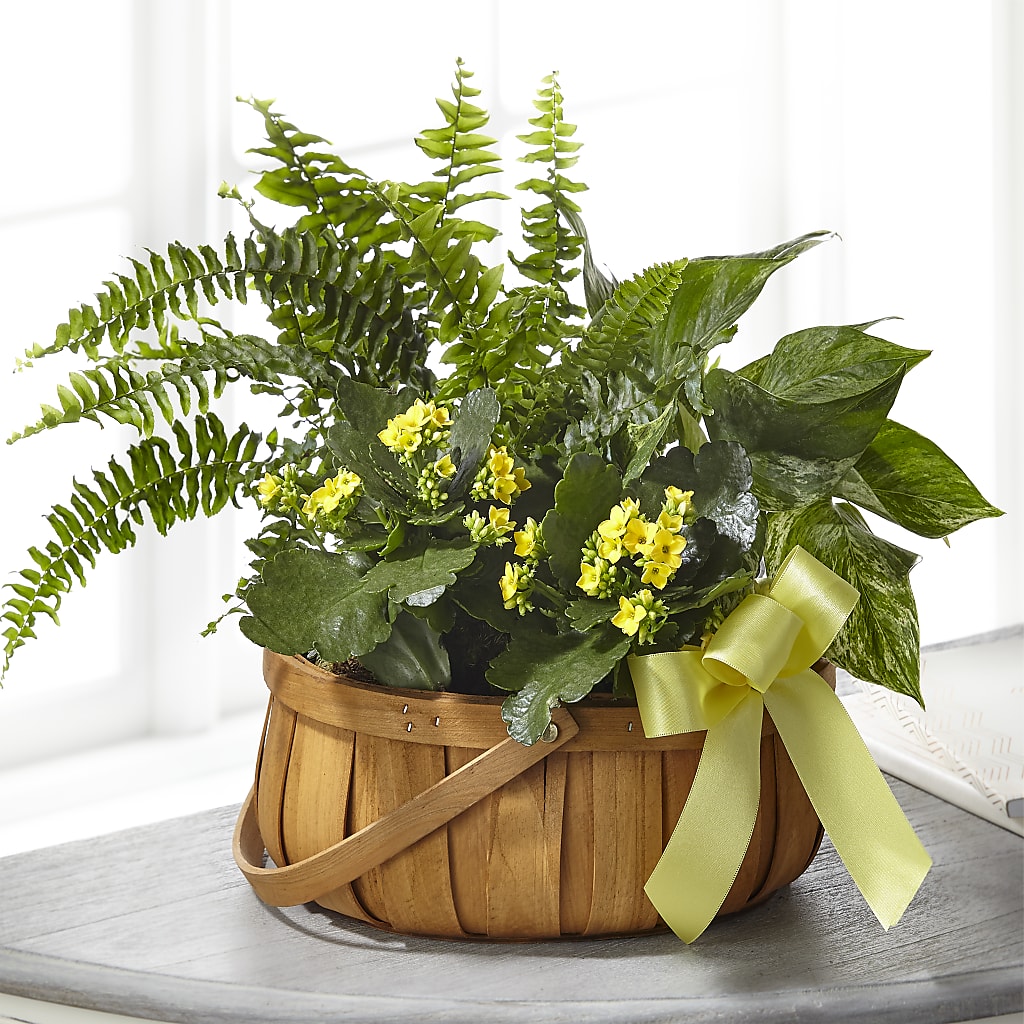 Always Dear Dishgarden – FONSECA'S FLOWERS, San Bernardino CA