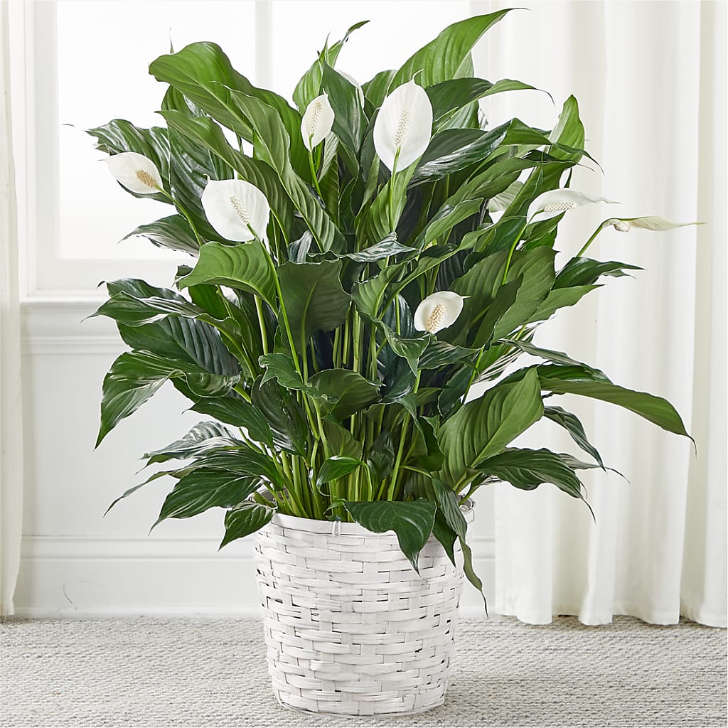 A New Leaf Peace Lily – FONSECA'S FLOWERS, San Bernardino CA