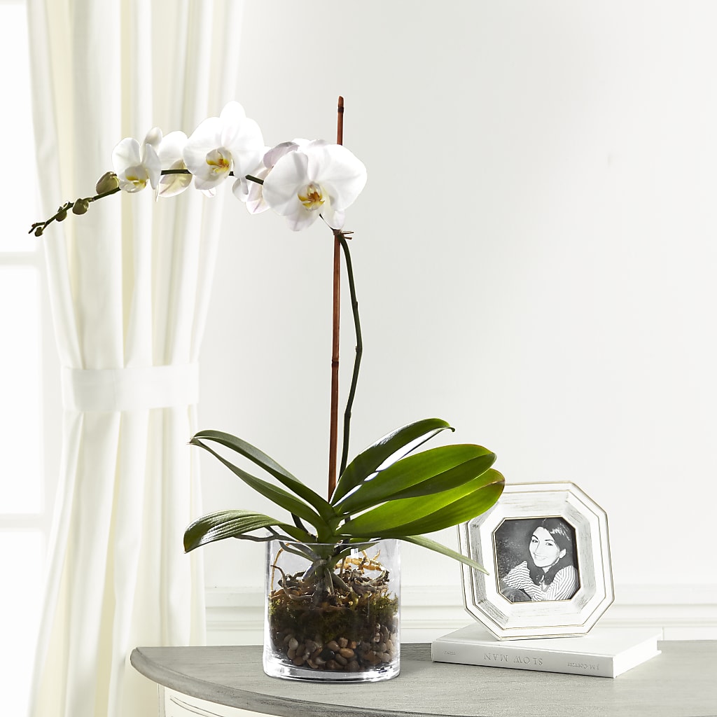White Orchid Planter – FONSECA'S FLOWERS, San Bernardino CA