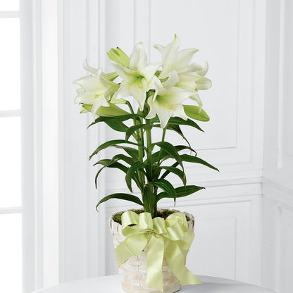 Easter Lily Plant – FONSECA'S FLOWERS, San Bernardino CA