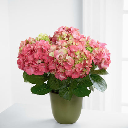 Pink Hydrangea Planter – FONSECA'S FLOWERS, San Bernardino CA