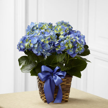 Blue Hydrangea Planter – FONSECA'S FLOWERS, San Bernardino CA
