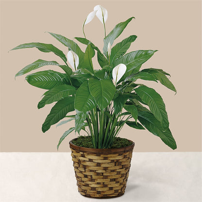 Tranquil Moments Peace Lily Plant – FONSECA'S FLOWERS, San Bernardino CA