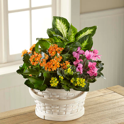 Color Crush Dishgarden – FONSECA'S FLOWERS, San Bernardino CA