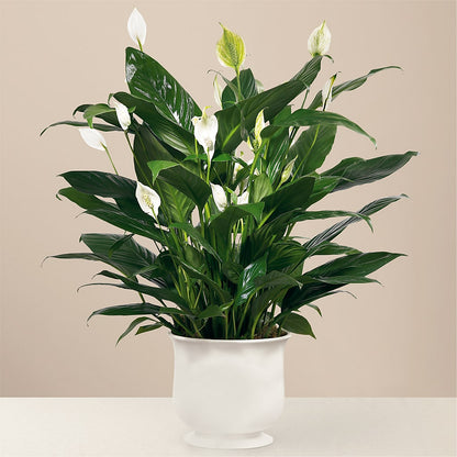 Comfort Planter – FONSECA'S FLOWERS, San Bernardino CA