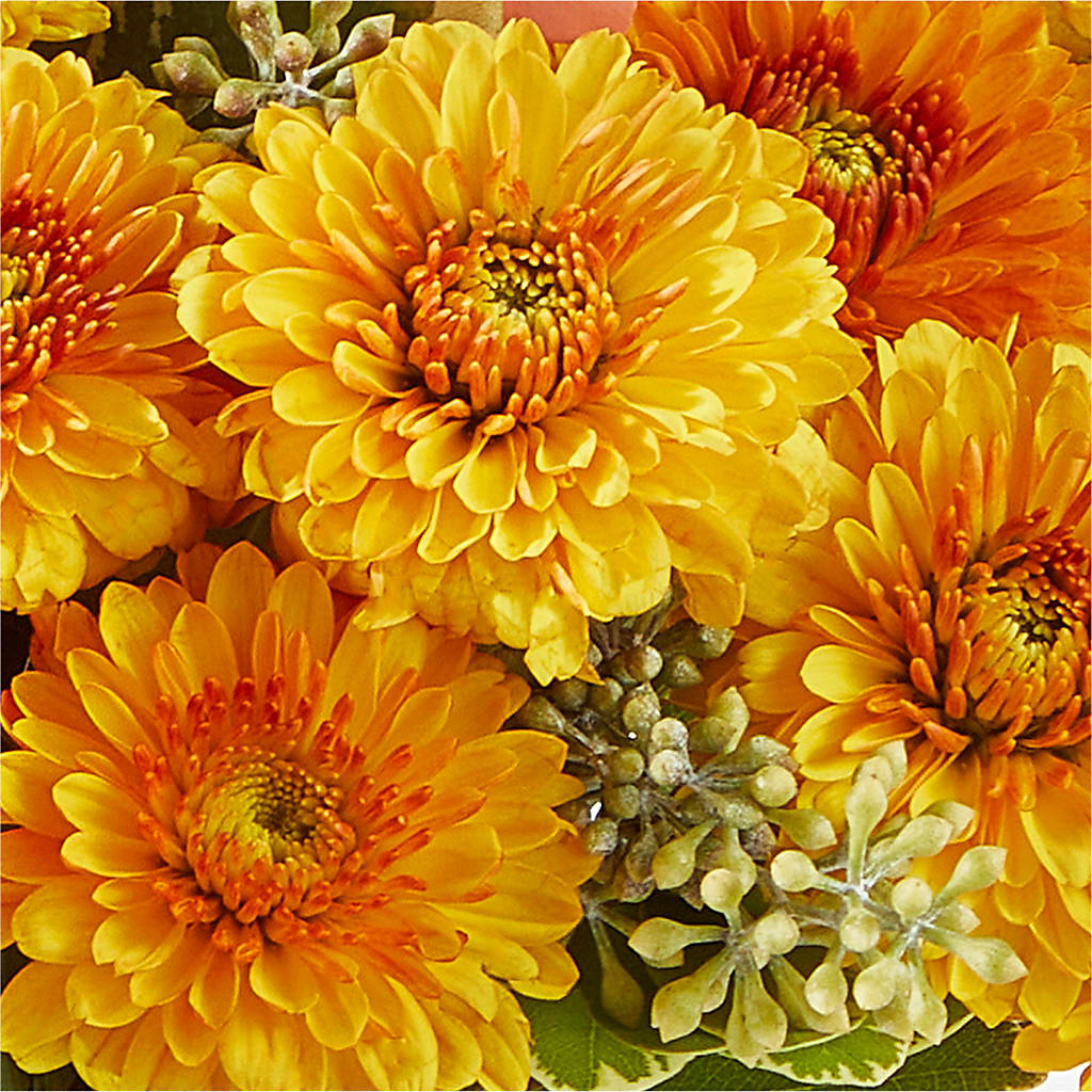Peachy Pumpkin – FONSECA'S FLOWERS, San Bernardino CA