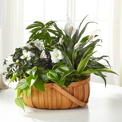 Serene Dishgarden – FONSECA'S FLOWERS, San Bernardino CA