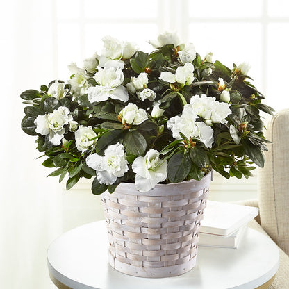 White Azalea Plant – FONSECA'S FLOWERS, San Bernardino CA