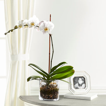 White Orchid Planter – FONSECA'S FLOWERS, San Bernardino CA