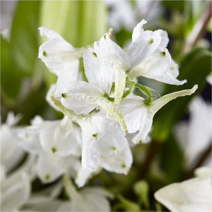 Classic Ivory – A Florist Original – FONSECA'S FLOWERS, San Bernardino CA